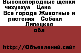 Высокопородные щенки чихуахуа › Цена ­ 25 000 - Все города Животные и растения » Собаки   . Липецкая обл.